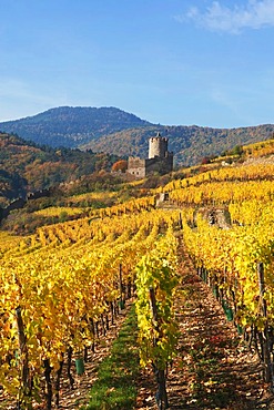 Autumnal vineyards of Thann, Alsace, France, Europe