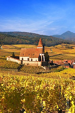 Autumnal vineyards around the church of Hunawihr, Alsace, France, Europe