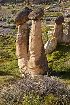 Tufa Fairy Chimneys with basalt blocks placed on top, rock formations at Cavushin, Goreme, UNESCO World Heritage Site, Cappadocia, Anatolia, Turkey