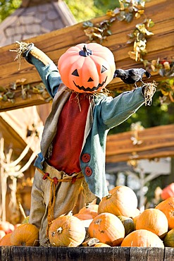 Halloween scarecrow in Tivoli, Copenhagen, Denmark, Europe