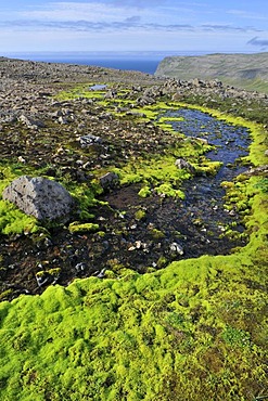 Bright green Willow moss (Fontinalis antipyretica), HÃŠlavikurbjarg or Haelavikurbjarg, Hornstrandir, Westfjords, Iceland, Europe