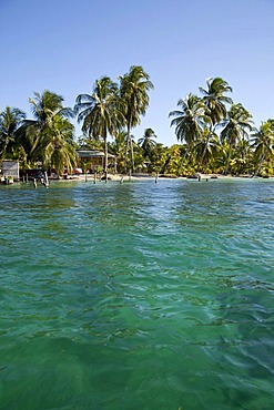 Coconut palms (Cocos nucifera) on the shores of the Caribbean island of Bocas del Toro, Panama, Central America