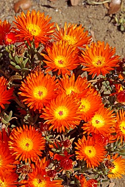 Desert Rose (Trichodiadema spec), flowering