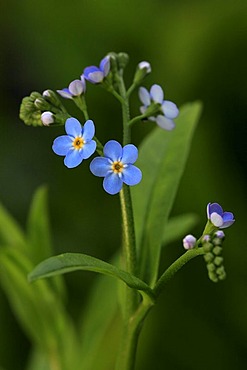 Water Forget-me-not (Myosotis palustris), flowering, wild plant, Germany, Europe