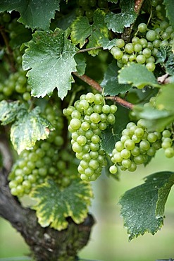 Grapevine (Vitis vinifera), grapes, Pfalz, Palatinate, Germany, Europe