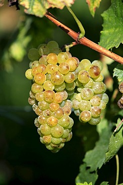 Grapevine (Vitis vinifera), grapes, Pfalz, Palatinate, Germany, Europe