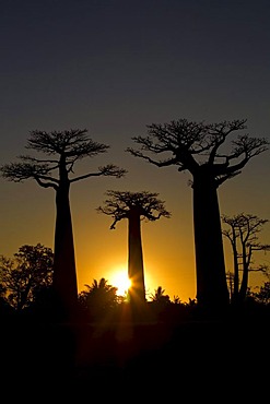 Baobab Alley, Baobab trees (Adansonia digitata) at sunset, near Morondava in the west of Madagascar, Africa, Indian Ocean