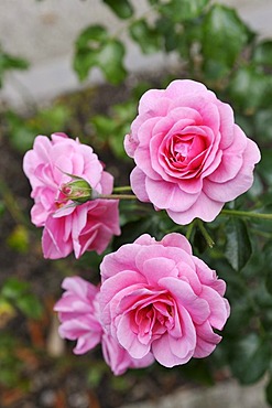 Pink roses (Rosa), Bavaria, Germany, Europe