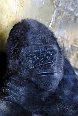 Eastern Lowland Gorilla (Gorilla beringei graueri) at a zoo in Germany, Europe