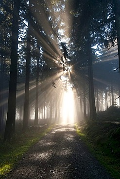 Sun rays penetrating the morning mist in a forest, Mt Feldberg in the Taunus range, Hesse, Germany, Europe