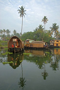 Houseboats and palm trees reflected in the backwaters of Alleppey, Kerala, India, Asia