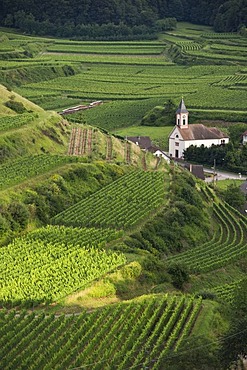 Alt-Vogtsburg and vineyards, Kaiserstuhl mountain range, Baden-Wuerttemberg, Germany, Europe