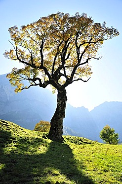 Sycamore maple tree (Acer pseudoplatanus) in Grosser Ahornboden alp near the village of Hinterriss in the Karwendel range near Vomp, Tyrol, Austria, Europe