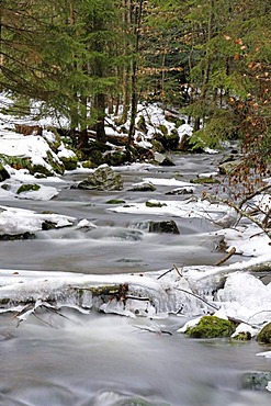 Flowing Kleine Ohe mountain brook with snow and ice, Nationalpark Bayrischer Wald national park, Bavaria, Germany, Europe