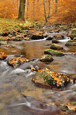 Stream in the Ilsetal valley in autumn, Saxony-Anhalt, Germany, Europe