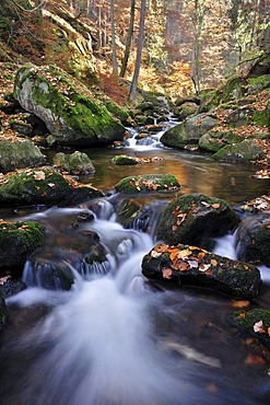 Ilse stream in the Ilsetal valley in autumn, Saxony-Anhalt, Germany, Europe