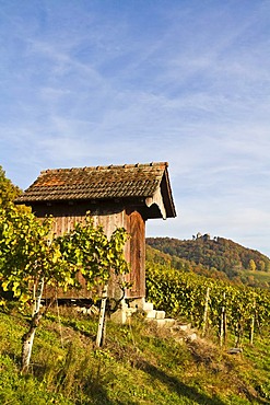 Hut in the vineyards of Stein am Rhein, Canton of Schaffhausen, Switzerland, Europe