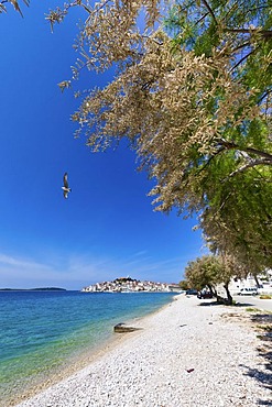 Beach, Primosten peninsula at back, central Dalmatia, Dalmatia, Adriatic coast, Croatia, Europe, PublicGround