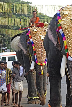 Elephants decorated with gold jewellery on the way to the temple, Hindu Pooram festival, Thrissur, Kerala, southern India, Asia