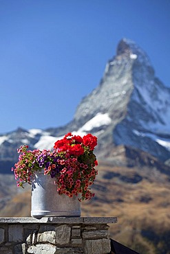 Early morning view of Mt Matterhorn with flowers, Zermatt, Valais, Swiss Alps, Switzerland, Europe, PublicGround