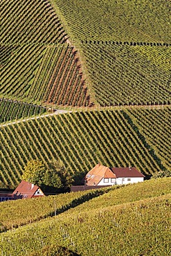 Vineyards of Ortenberg near Offenburg, Baden-Wuerttemberg, Germany, Europe