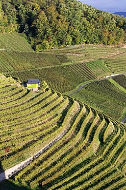 Vineyards of Ortenberg near Offenburg, Baden-Wuerttemberg, Germany, Europe