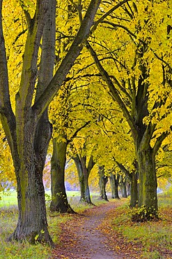 Poplar avenue with path in autumn, Black poplar (Populus nigra), Lower Franconia, Franconia, Bavaria, Germany, Europe