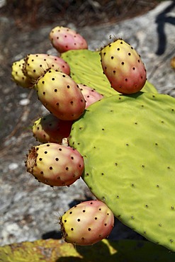 Prickly pear (Opuntia sp.), Ibiza, Spain, Europe