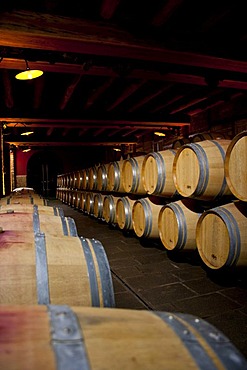 Wine barrels in Stratvs Wine Cellar in La Geria, where wine is grown in full volcanic ash, a production that is unique in the world, Lanzarote, Canary Islands, Spain, Europe