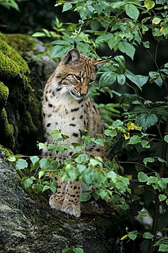 Eurasian Lynx (Lynx lynx) sitting on a rock in a forest