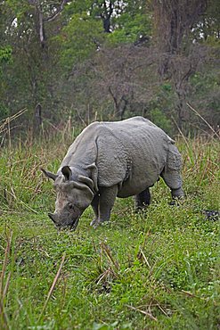 One-horned Rhinoceros (Rhinoceros unicornis) grazing in Chitwan National Park, Nepal, South Asia