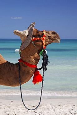 Dromedary (Camelus dromedarius) wearing a hat, on Sidi Mahres beach on the island of Djerba, Tunisia, Maghreb, North Africa, Africa