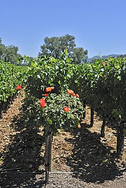 Vineyards of Robert Mondavi Winery, Napa Valley, California, USA