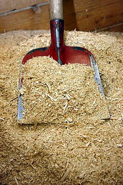 Raw wood chips for the manufacture of wood pellets for heating, at the WestPellets company in Titz, North Rhine-Westphalia, Germany, Europe