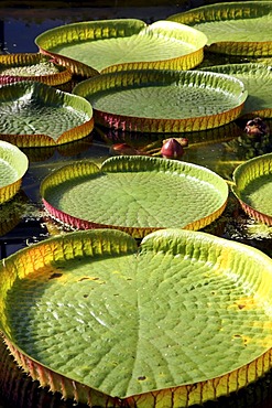 Giant Water Lily (Victoria), lily pond, public Botanical Garden of the Ruhr-University Bochum, North Rhine-Westphalia, Germany, Europe, PublicGround