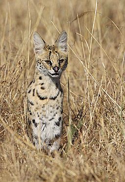 Serval (Leptailurus serval)