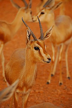 Gazelle, Sebha, Libya