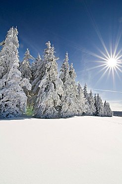 Winter landscape, Black Forest, Baden-Wuerttemberg, Germany, Europe