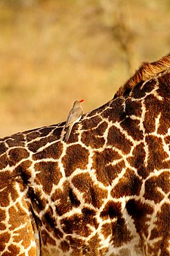 Red-billed Oxpecker (Buphagus erythrorhynchus) on the back of a Masai Giraffe (Giraffa camelopardalis tippelskirchi), Serengeti National Park, Tanzania, Africa