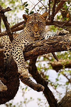 Leopard (Panthera pardus) in a tree, near Seronera, Serengeti National Park, Tanzania, Africa