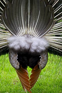 Blue Peafowl (Pavo cristatus), rear