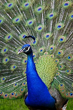 Blue Peafowl (Pavo cristatus)