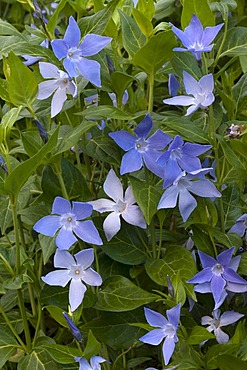 Bigleaf Periwinkle, Large Periwinkle, Greater Periwinkle, or Blue Periwinkle (Vinca major), Sardinia, Italy, Europe