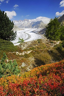 Large Aletsch Glacier, UNESCO World Natural Heritage Site, Jungfrau-Aletsch-Bietschhorn region, Goms, Valais, Switzerland, Europe