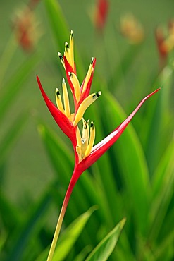 Heliconia (Heliconia psittacorum), flower, Kota Kinabalu, Sabah, Malaysia, Borneo, Southeast Asia