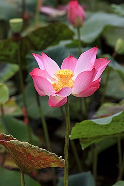 Indian lotus (Nelumbo nucifera), flower, Kota Kinabalu, Sabah, Malaysia, Borneo, Southeast Asia