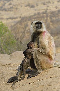 Hanuman Langur or Common Langur (Semnopithecus entellus), female with baby, Ranthambore National Park, Rajasthan, India