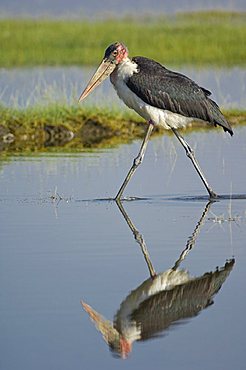 Marabou Stork (Leptoptilos crumeniferus), Lake Nakuru National Park, Kenya, East Africa