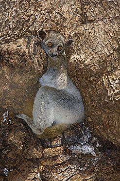 Red-tailed sportive Lemur (Lepilemur ruficaudatus), Kirindy Forest, Morondova, Endemic, Madagascar, Africa