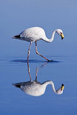 Puna or James’s Flamingo (Phoenicoparrus jamesi), Laguna de Chaxa, Atacama desert, Chile, South America